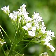 Shepherds purse to delay period
